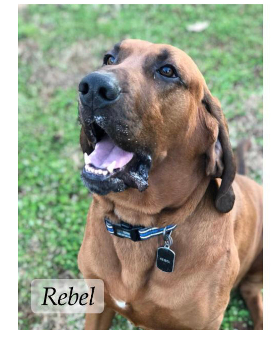 Thin Blue Line Stars & Stripes Pet Collar