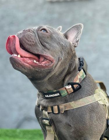 KiloNiner Strike Collar