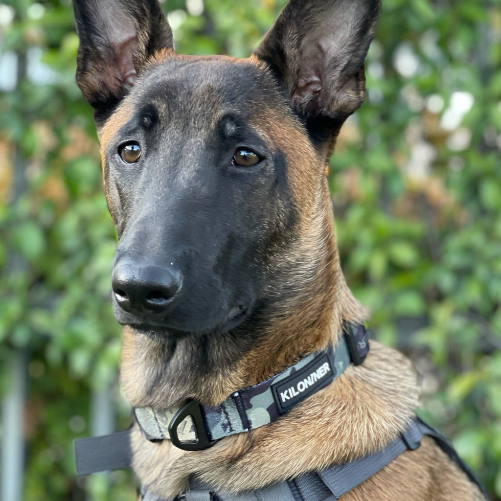 KiloNiner Strike Collar