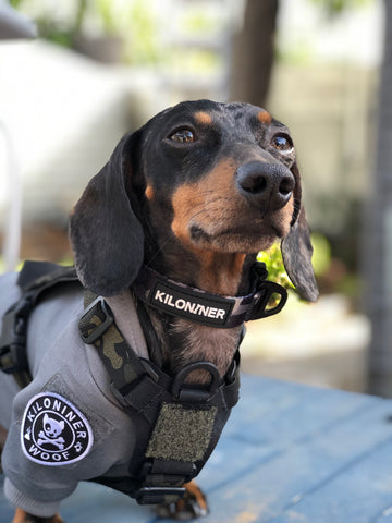 KiloNiner Strike Collar