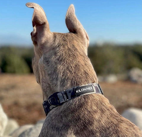 KiloNiner Strike Collar
